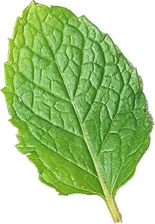 Mint Leaf